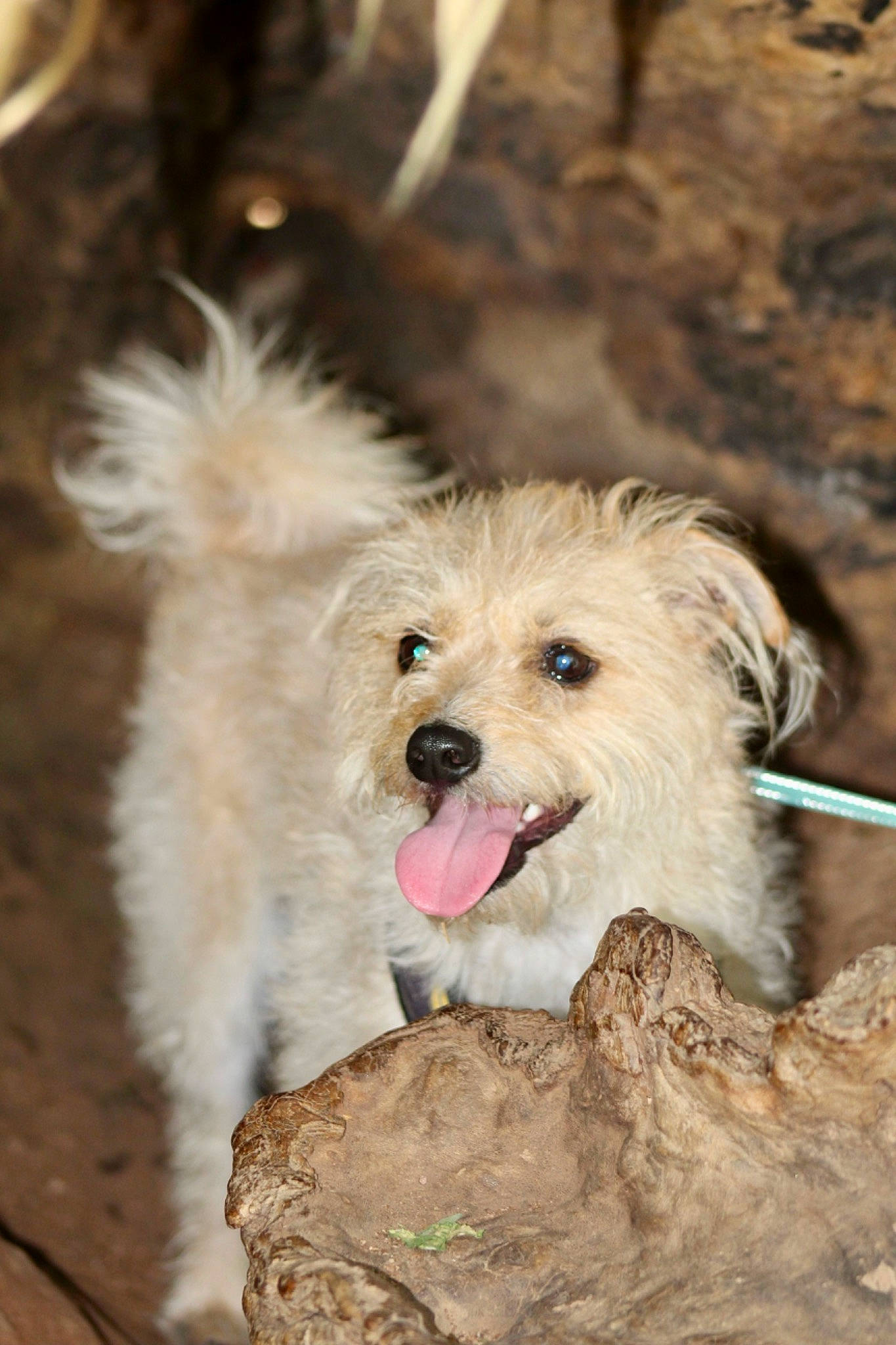 Ozzie Barry Labriny is registered to the contest to win money with this photo: canidae, carnivore, companion_dog, dog, dog_breed, dog_supply, fang, fur, maltepoo, non_sporting_group, puppy, small_terrier, snout, sporting_group, terrestrial_animal, terrier, toy_dog, water_dog, wood, working_animal