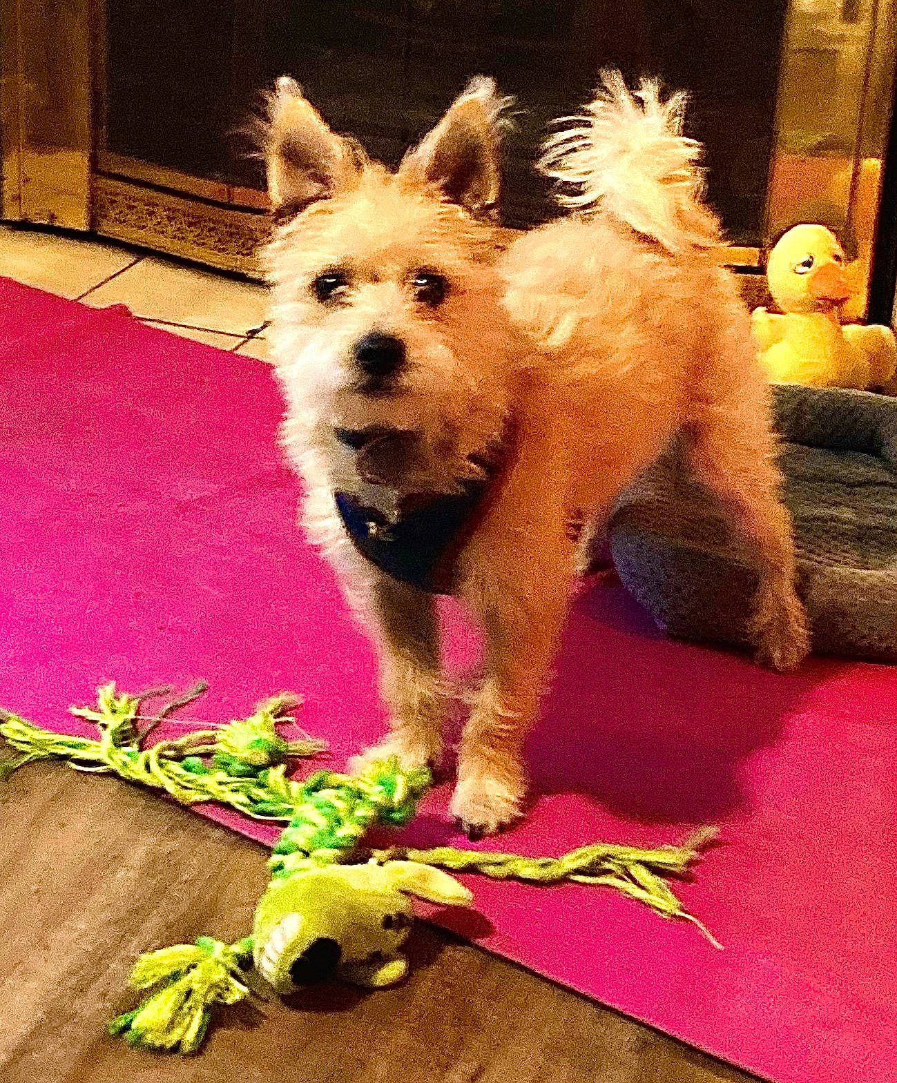 Ozzie Barry Labriny joined the competition — help win amazing prizes! canidae, carnivore, companion_dog, dog, dog_breed, dog_clothes, dog_supply, fawn, flooring, fur, irish_terrier, magenta, non_sporting_group, small_terrier, snout, sporting_group, tail, terrier, toy_dog, working_animal