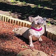 Sandy is registered to the contest to win money with this photo: animal, canine, content, cute, daylight, decorative_bricks, dog, french_bulldog, garden, nature, outdoor, pet, pink_collar, portrait, relaxed, small_dog, stretching, sunbathing, sunlight, wood_chips