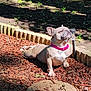 animal, canine, content, cute, daylight, decorative_bricks, dog, french_bulldog, garden, nature, outdoor, pet, pink_collar, portrait, relaxed, small_dog, stretching, sunbathing, sunlight, wood_chips