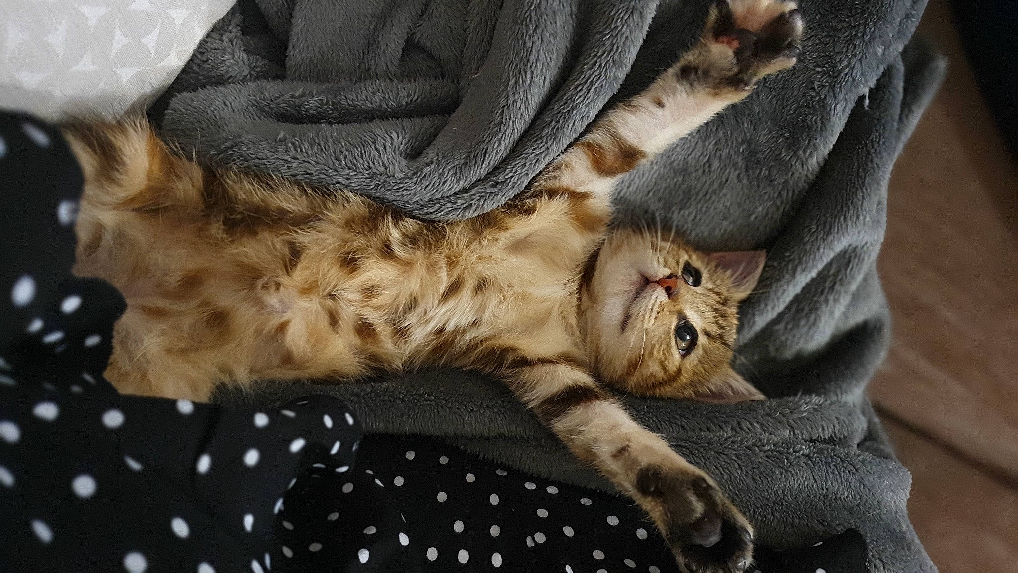 Suzie a rejoint le concours — aidez-le/la à gagner de superbes lots ! bed, carnivore, cat, claw, comfort, couch, domestic_short_haired_cat, fawn, felidae, foot, fur, grey, linens, nap, pattern, paw, small_to_medium_sized_cats, tail, textile, whiskers