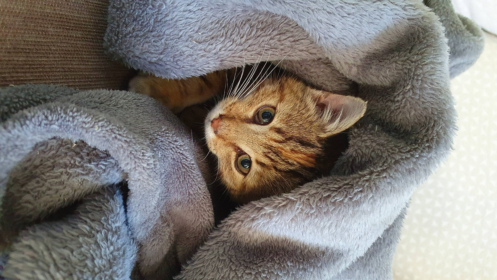 Suzie participe au concours pour gagner de l'argent avec cette photo : carnivore, cat, cat_bed, cat_supply, claw, comfort, domestic_short_haired_cat, fawn, felidae, fur, grey, linens, paw, small_to_medium_sized_cats, snout, terrestrial_animal, whiskers, wildlife