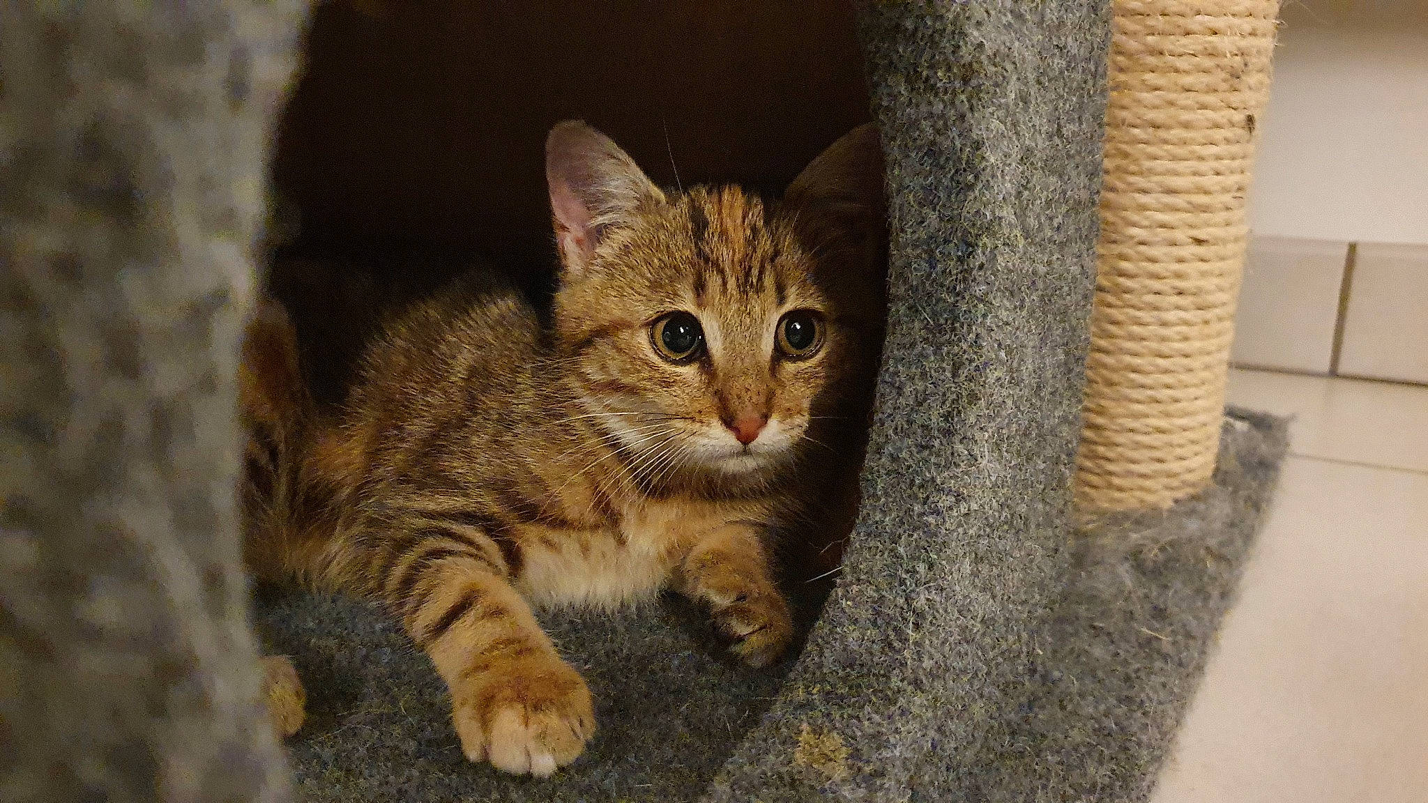 Suzie participe au concours pour gagner de l'argent avec cette photo : carnivore, cat, claw, domestic_short_haired_cat, fawn, felidae, fur, paw, sitting, small_to_medium_sized_cats, snout, tail, terrestrial_animal, tree, trunk, whiskers, wildlife, wood