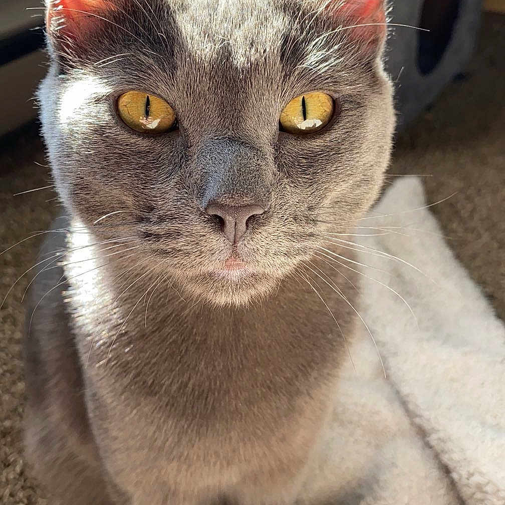 Ozzy joined the competition — help win amazing prizes! abyssinian, angora, animal, blanket, cat, egyptiancat, kitten, manx, pet, siamese, towel