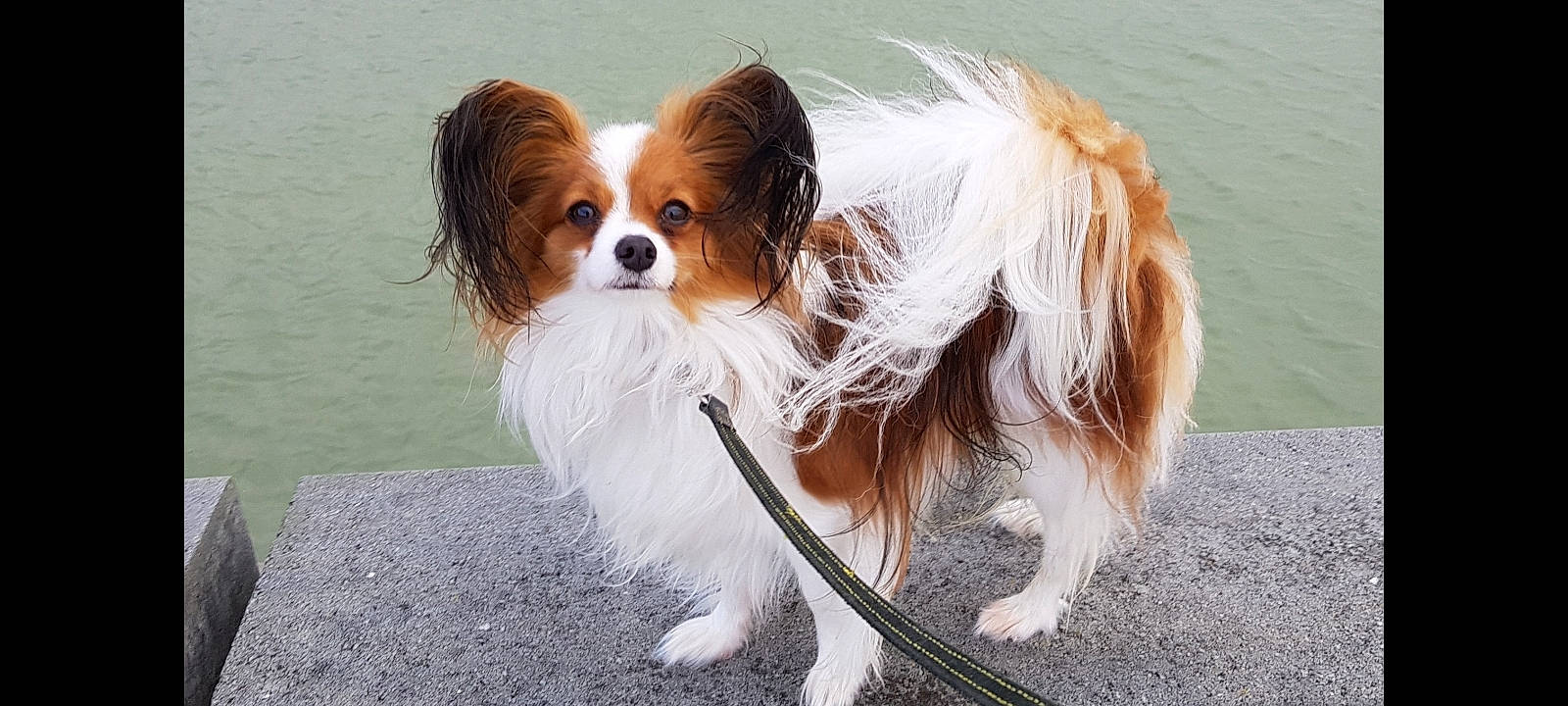 Nouky a rejoint le concours — aidez-le/la à gagner de superbes lots ! carnivore, cavalier_king_charles_spaniel, collar, companion_dog, dog, dog_breed, dog_supply, eyewear, fawn, fur, goggles, king_charles_spaniel, liver, papillon, snout, spaniel, sporting_group, tail, toy_dog, whiskers