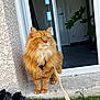 Zia a rejoint le concours — aidez-le/la à gagner de superbes lots ! animal, cat, concrete, curtain, doorway, feline, floor, fluffy_fur, grass, green_eyes, home, indoor, leash, muddy_shoes, orange_cat, outdoor, pet, plant, shoes, wall