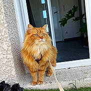 Zia participe au concours pour gagner de l'argent avec cette photo : animal, cat, concrete, curtain, doorway, feline, floor, fluffy_fur, grass, green_eyes, home, indoor, leash, muddy_shoes, orange_cat, outdoor, pet, plant, shoes, wall