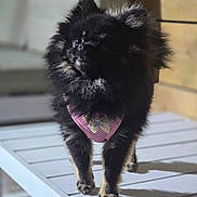 Vaea a rejoint le concours — aidez-le/la à gagner de superbes lots ! dog, black_dog, fluffy, small_dog, pink_harness, pet, outdoor, table, animal, canine, fur, standing, portrait, daylight, blurred_background, cute, domestic_animal, paw, muzzle, ears