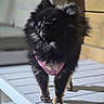 dog, black_dog, fluffy, small_dog, pink_harness, pet, outdoor, table, animal, canine, fur, standing, portrait, daylight, blurred_background, cute, domestic_animal, paw, muzzle, ears