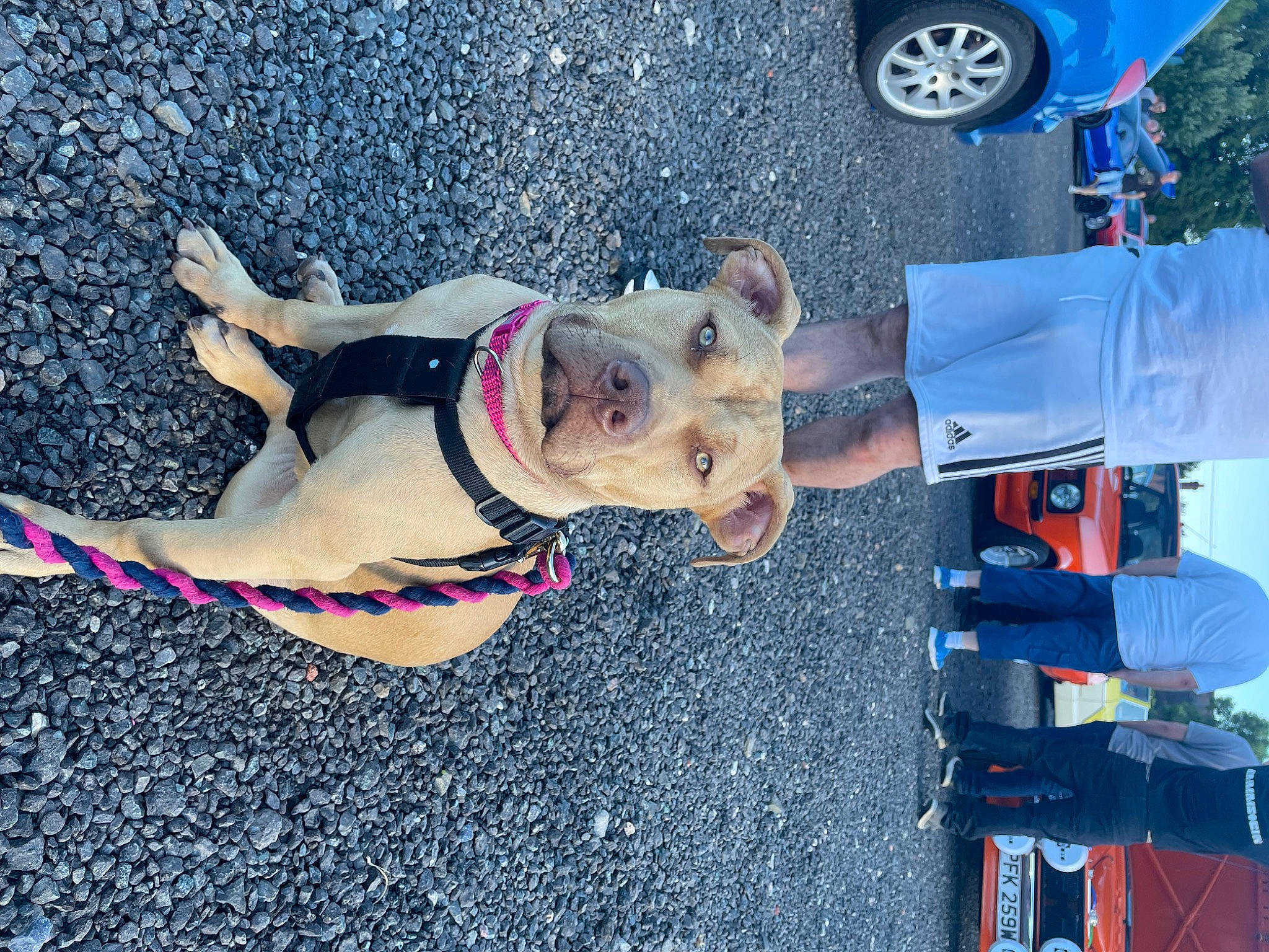 Thena is registered to the contest to win money with this photo: asphalt, automotive_exterior, automotive_lighting, automotive_tire, blue, car, carnivore, dog, dog_breed, fawn, motor_vehicle, road_surface, street_fashion, sunglasses, tire, vehicle, vehicle_door, wheel, white, yellow