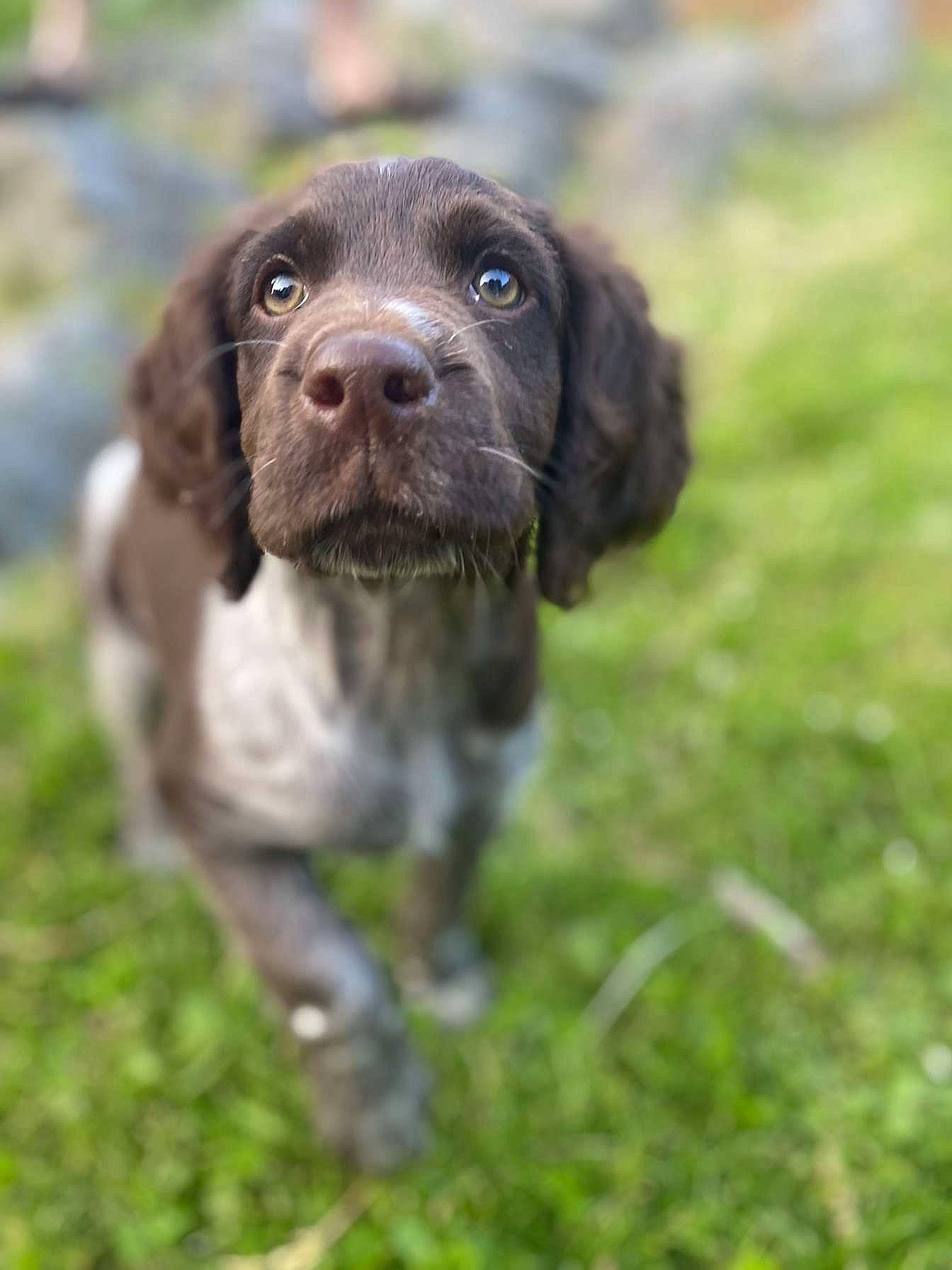Uby a rejoint le concours — aidez-le/la à gagner de superbes lots ! biting, borador, carnivore, companion_dog, dog, dog_breed, grass, gun_dog, hunting_dog, liver, pointing_breed, puppy, retriever, sporting_group, tail, terrestrial_animal, whiskers, working_animal, working_dog