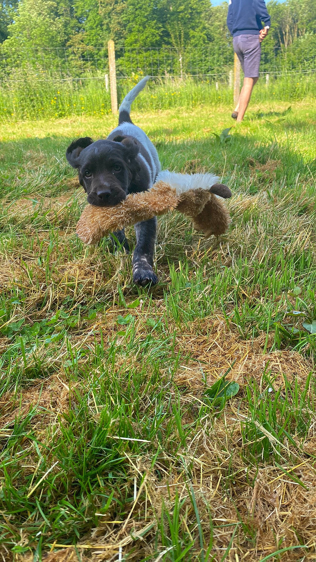 Uby participe au concours pour gagner de l'argent avec cette photo : canidae, carnivore, companion_dog, dog, dog_breed, grass, grassland, groundcover, lawn, non_sporting_group, pasture, plant, prairie, shrub, soil, sporting_group, tail, terrestrial_animal, toy_dog, working_animal