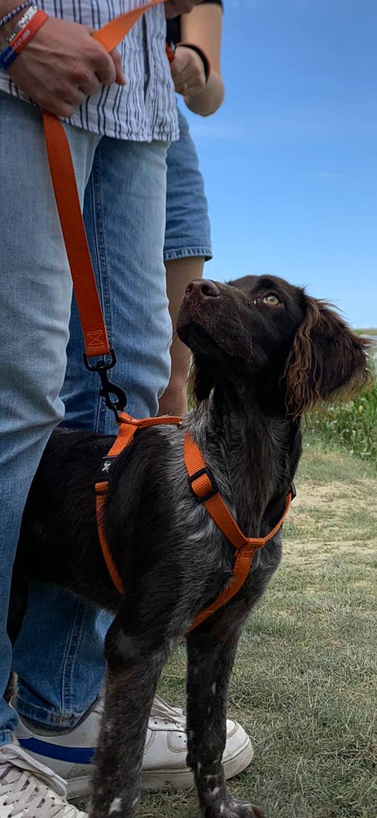 Uby a rejoint le concours — aidez-le/la à gagner de superbes lots ! adventure, canidae, carnivore, collar, companion_dog, dog, dog_breed, dog_collar, dog_hiking, electric_blue, fashion_accessory, gun_dog, leash, liver, pet_supply, recreation, sky, sporting_group, walking, working_animal