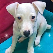 Saya participe au concours pour gagner de l'argent avec cette photo : puppy, dog, white_dog, pet, animal, cute, sitting, indoor, looking_at_camera, blue_surface, red_cushion, small_dog, young_dog, closeup, adorable, fur, friendly, nose, ears, sparkle_effect