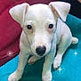 puppy, dog, white_dog, pet, animal, cute, sitting, indoor, looking_at_camera, blue_surface, red_cushion, small_dog, young_dog, closeup, adorable, fur, friendly, nose, ears, sparkle_effect