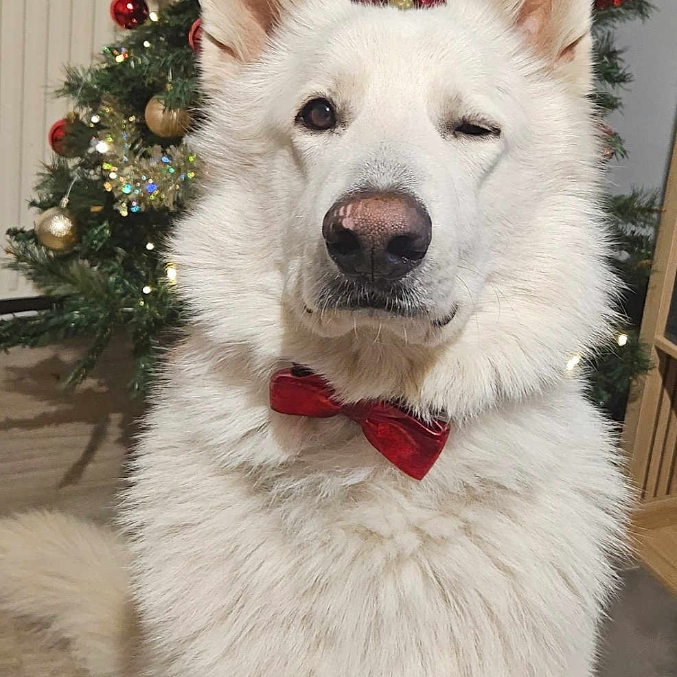 Volt participe au concours pour gagner de l'argent avec cette photo : accessories, animal, canine, christmas, christmasdecorations, christmastree, conifer, dog, eskimodog, festival, formalwear, husky, pet, plant, pottedplant, puppy, tie, tree, whitedog, winter