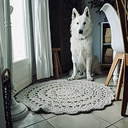 Tyson a rejoint le concours — aidez-le/la à gagner de superbes lots ! basket, cabinet, calm, chair, cozy, crocheted_rug, curtains, dog, door, furniture, home, indoor, light, pet, plant, rug, sitting, tile_floor, white_dog, wooden_chair