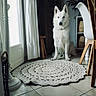 basket, cabinet, calm, chair, cozy, crocheted_rug, curtains, dog, door, furniture, home, indoor, light, pet, plant, rug, sitting, tile_floor, white_dog, wooden_chair