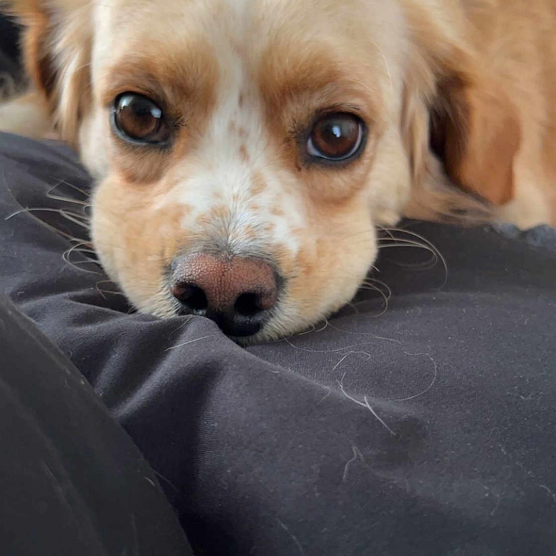 Carmello