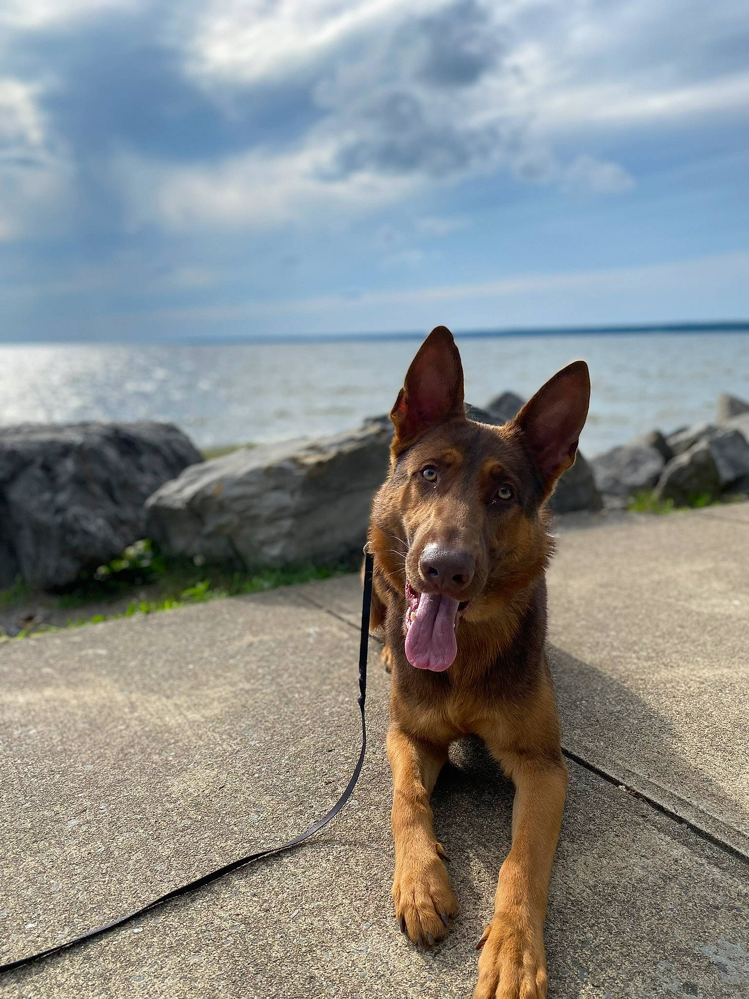Koda Bear joined the competition — help win amazing prizes! beach, canidae, carnivore, cloud, collar, companion_dog, dog, dog_breed, fawn, grass, ocean, paw, plant, sky, snout, sporting_group, terrier, water, whiskers, working_dog