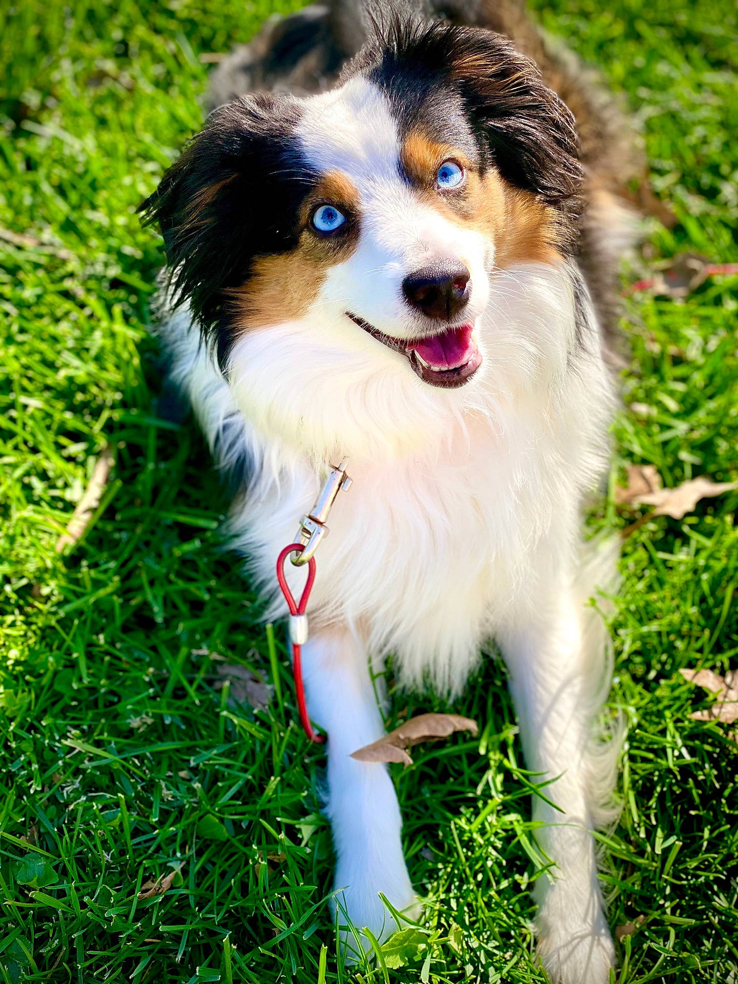Posey Marie joined the competition — help win amazing prizes! accessories, animal, canine, cockerspaniel, collie, dog, field, grass, grassland, hound, husky, lawn, leash, nature, outdoors, papillon, pet, plant, puppy, strap