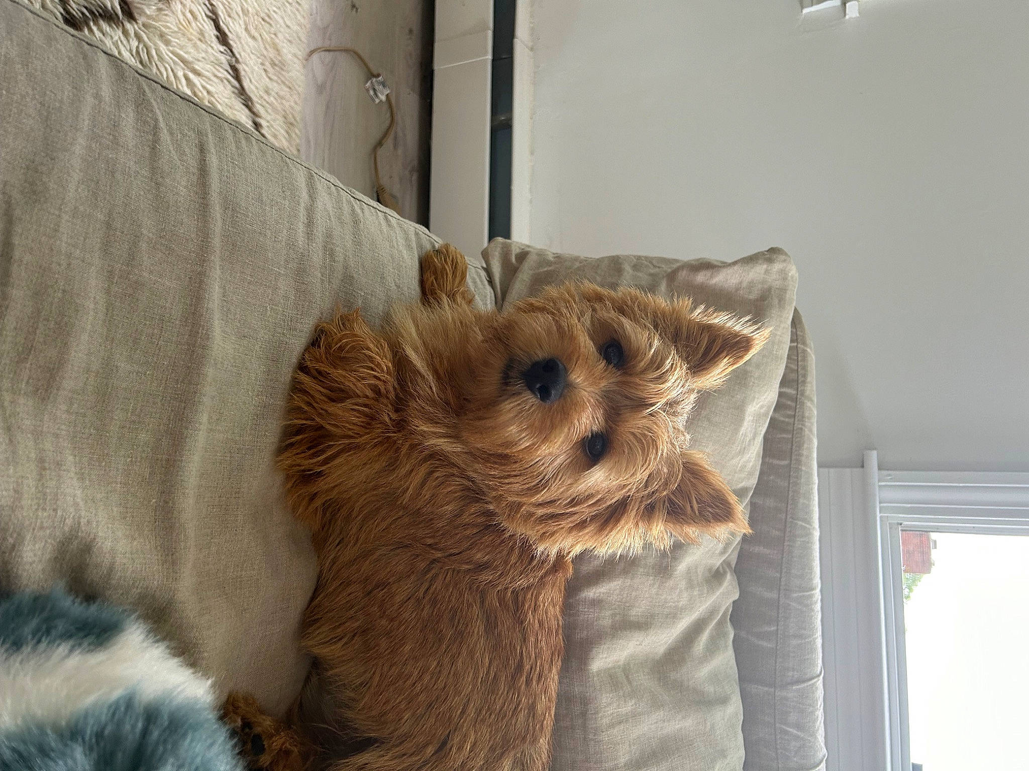 Mannie joined the competition — help win amazing prizes! carnivore, chair, comfort, companion_dog, dog, dog_breed, fawn, felidae, fur, liver, small_to_medium_sized_cats, snout, sporting_group, terrestrial_animal, toy, toy_dog, whiskers, window, wood, working_animal