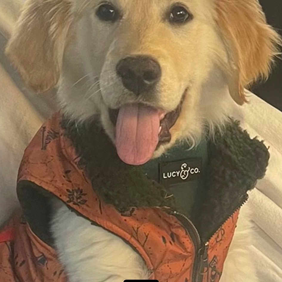 Charlie joined the competition — help win amazing prizes! art, canidae, carnivore, companion_dog, dog, dog_breed, dog_supply, fawn, flooring, fur, giant_dog_breed, happy, paw, pet_supply, smile, snout, sporting_group, whiskers, working_animal, working_dog