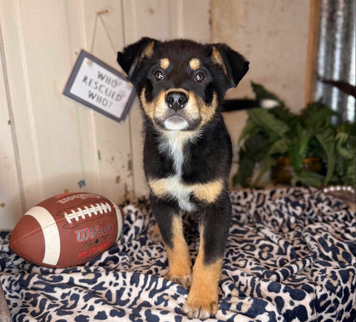 Percy joined the competition — help win amazing prizes! puppy, dog, football, blanket, leopard_print, indoor, plant, sign, curious, pet, animal, cute, young, fur, black, brown, white, face, ears, paw