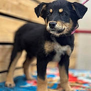 Percy joined the competition — help win amazing prizes! puppy, dog, black_and_tan, standing, fur, animal, pet, cute, young, collar, leash, wooden_background, colorful_blanket, close_up, portrait, outdoor, canine, four_legs, small, adorable