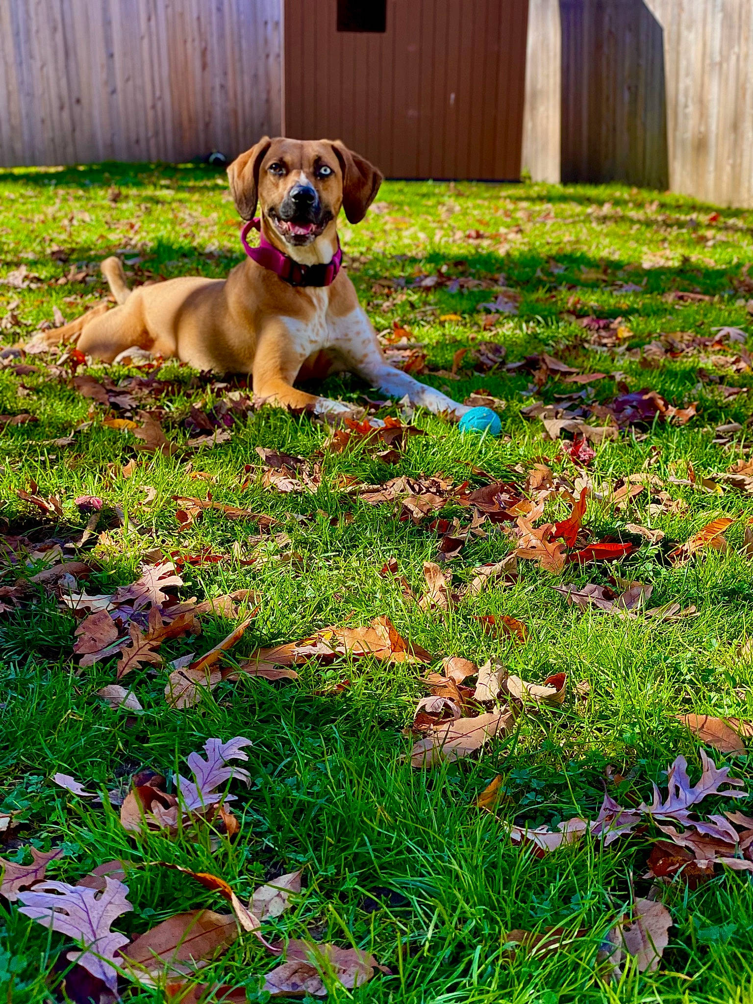 Pear joined the competition — help win amazing prizes! carnivore, companion_dog, dog, dog_breed, door, fence, flower, garden, grass, grassland, green, groundcover, gun_dog, lawn, people_in_nature, petal, plant, working_animal, working_dog, yard