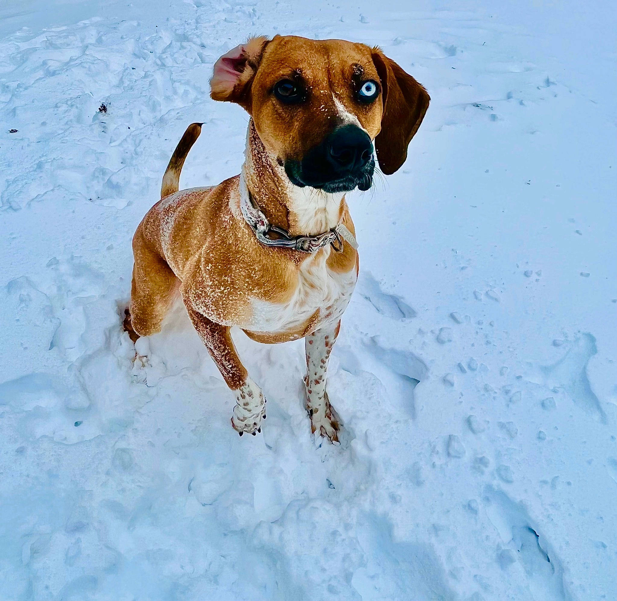 Pear is registered to the contest to win money with this photo: canidae, carnivore, collar, companion_dog, dog, dog_breed, dog_collar, hunting_dog, pet_supply, snow, sporting_group, winter, working_animal, working_dog