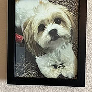Buddy is registered to the contest to win money with this photo: dog, framed_picture, wall, texture, black_frame, fluffy_dog, portrait, indoor, carpet, close_up, pet, cute, animal, decor, photo_frame, looking_up, fur, white_dog, brown_ears, timestamp_overlay