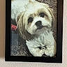 dog, framed_picture, wall, texture, black_frame, fluffy_dog, portrait, indoor, carpet, close_up, pet, cute, animal, decor, photo_frame, looking_up, fur, white_dog, brown_ears, timestamp_overlay