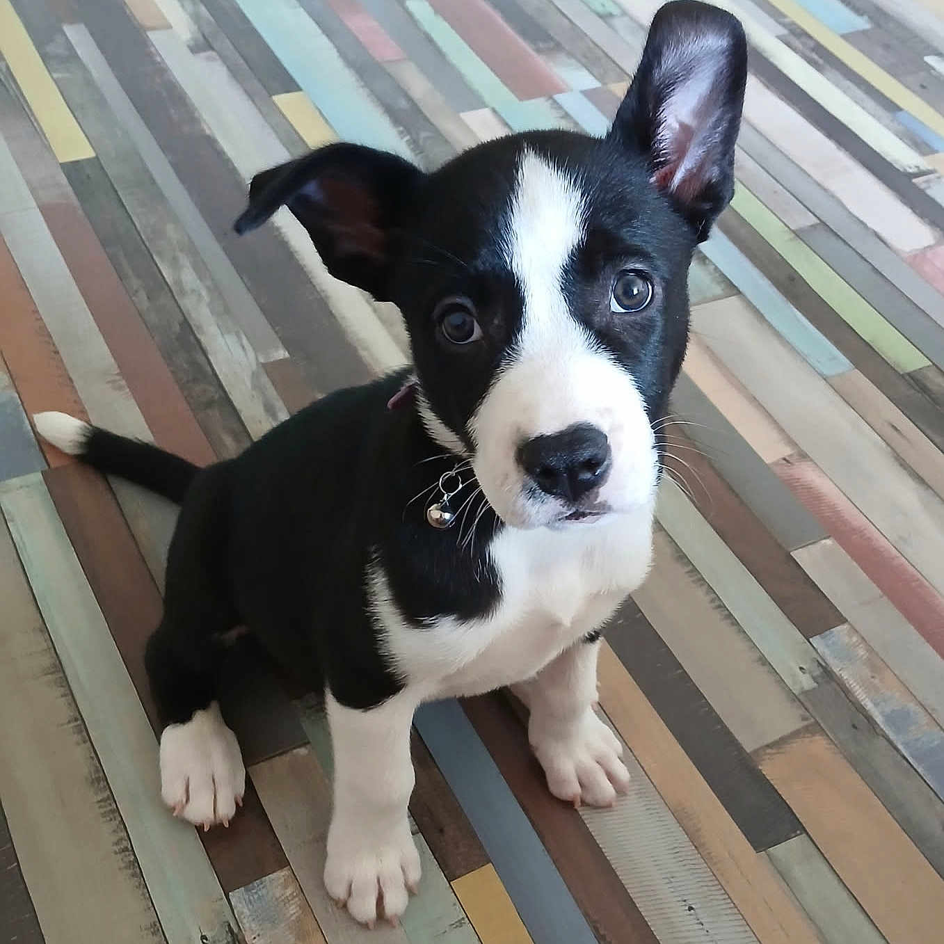 Anouchka a rejoint le concours — aidez-le/la à gagner de superbes lots ! animal, attention, black_and_white, canine, collar, curious, cute, dog, ears, floor, fur, indoor, looking_up, pet, portrait, puppy, sitting, tail, whiskers, young