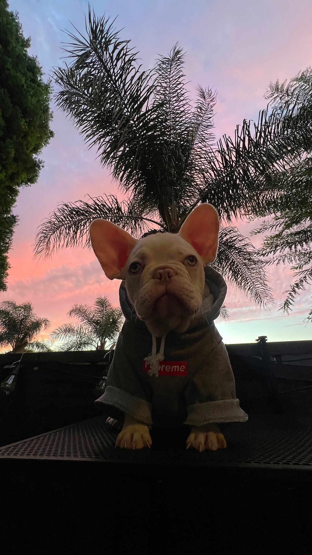 Hakeem Barkquavious
