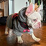 dog, puppy, french_bulldog, hoodie, clothing, indoor, wooden_floor, pet, walking, cute, white_dog, young_dog, domestic_animal, floor, household, harness, canine, small_dog, pet_apparel, living_space