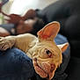 dog, french_bulldog, pet, close_up, cushion, resting, relaxed, indoor, blurred_background, person, peace_sign, paw, ear, face, snout, soft_texture, comfort, home, cozy, portrait
