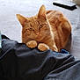 animal, cat, close_up, cozy, cute, domestic_cat, ears, eyes, feline, fur, ginger_cat, indoor, looking_at_camera, orange_fur, paws, pet, relaxed, resting, soft_surface, whiskers