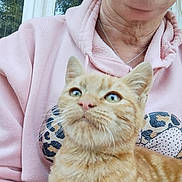 Garfield a rejoint le concours — aidez-le/la à gagner de superbes lots ! animal, casual, cat, closeup, curious, face, feline, ginger_cat, greenery, hoodie, indoor, light, necklace, person, pet, pink_hoodie, portrait, whiskers, window, young_cat