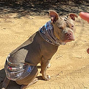 Mercy is registered to the contest to win money with this photo: dog, outdoor, sunlight, scarf, brown_dog, dirt_path, shadow, pointing_finger, animal, sitting, pet, ear, snout, fur, nature, leafy_background, daytime, canine, expression, wrapped
