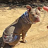 dog, outdoor, sunlight, scarf, brown_dog, dirt_path, shadow, pointing_finger, animal, sitting, pet, ear, snout, fur, nature, leafy_background, daytime, canine, expression, wrapped