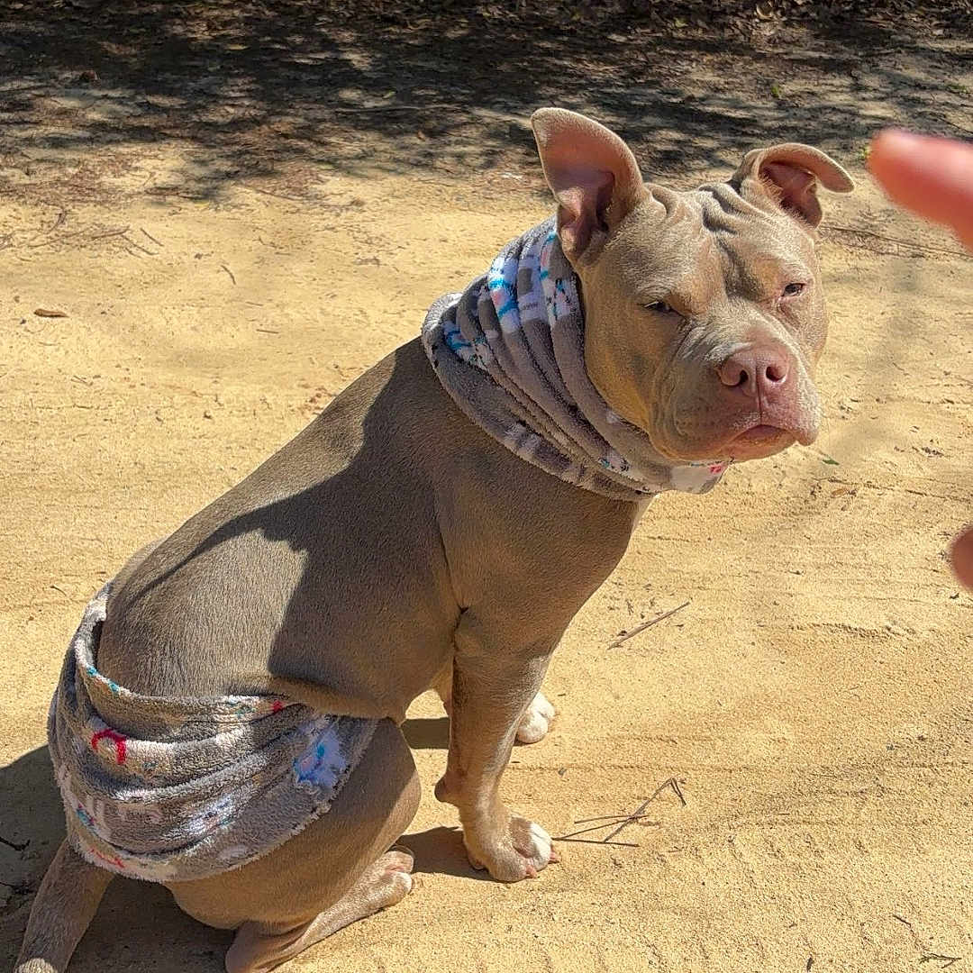 Mercy is registered to the contest to win money with this photo: dog, outdoor, sunlight, scarf, brown_dog, dirt_path, shadow, pointing_finger, animal, sitting, pet, ear, snout, fur, nature, leafy_background, daytime, canine, expression, wrapped
