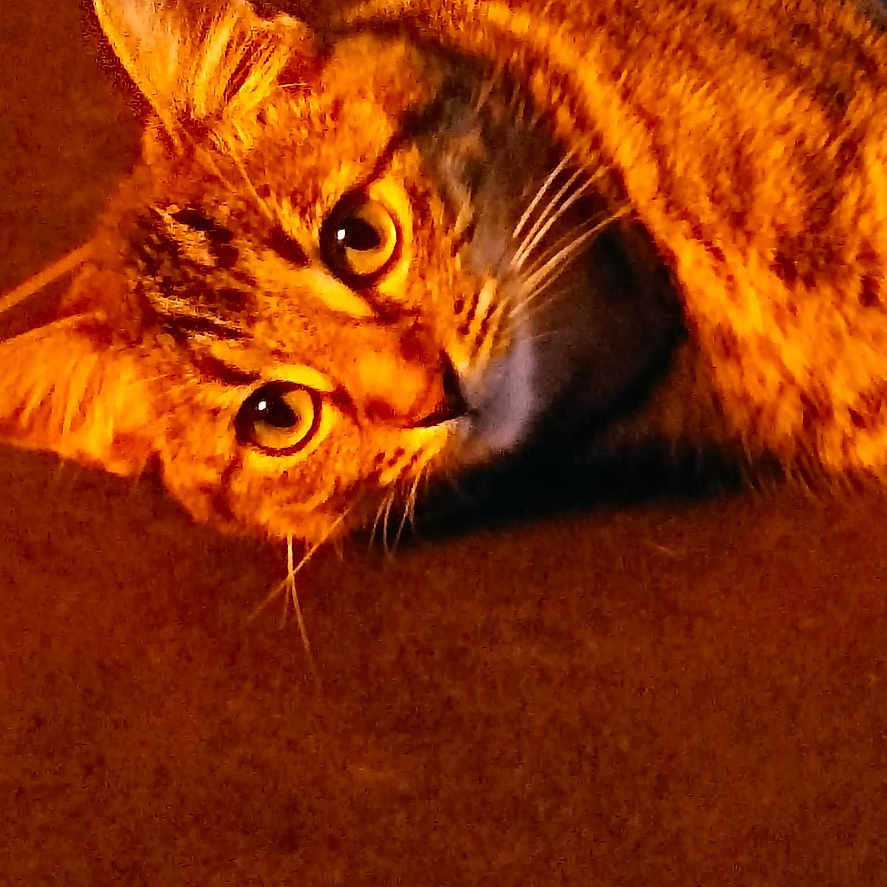 Saya participe au concours pour gagner de l'argent avec cette photo : abyssinian, animal, cat, egyptiancat, hardwood, kitten, manx, pet, wood