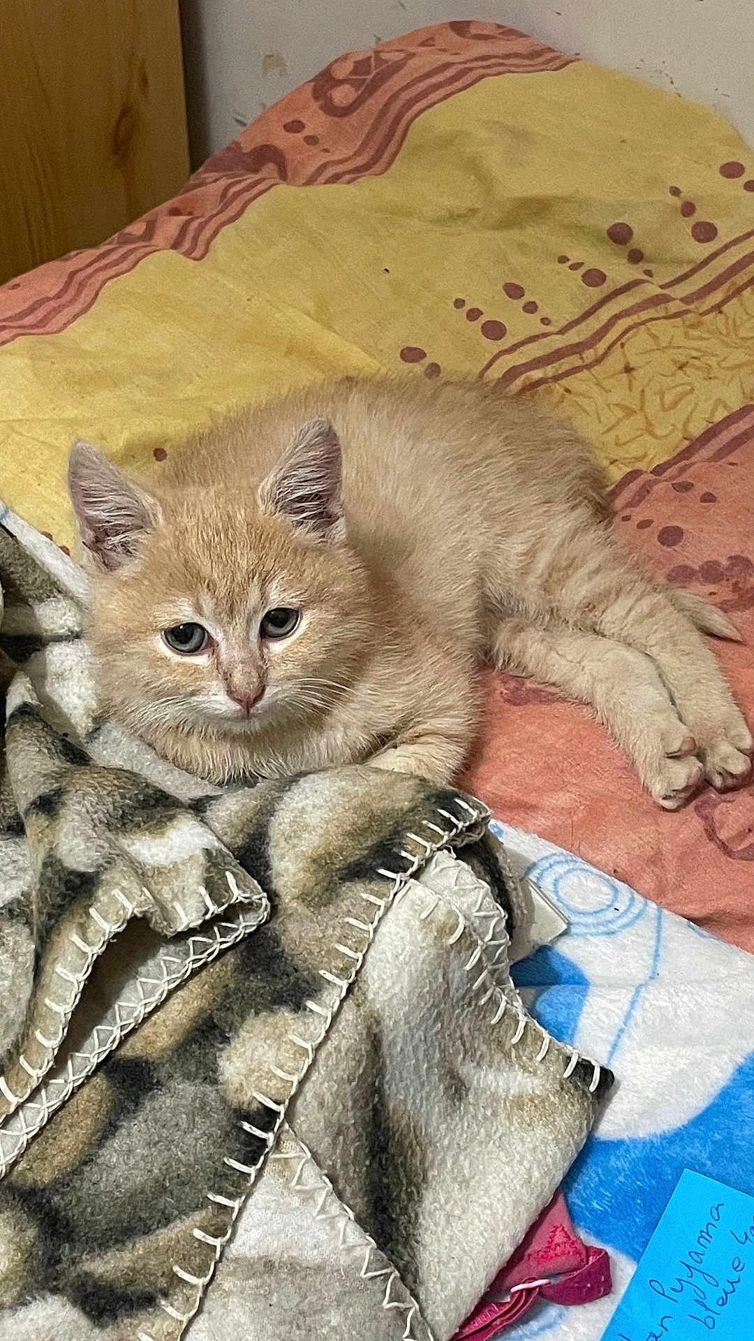 Kitty participe au concours pour gagner de l'argent avec cette photo : kitten, cat, bed, blanket, fur, cute, animal, pet, indoor, resting, cozy, ears, paws, orange, sleepy, feline, young, soft, domestic, cute_animal
