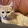 kitten, cat, pet, feline, collar, indoor, couch, leather, blanket, fur, whiskers, ears, cute, young, animal, resting, domestic, closeup, soft, relaxed