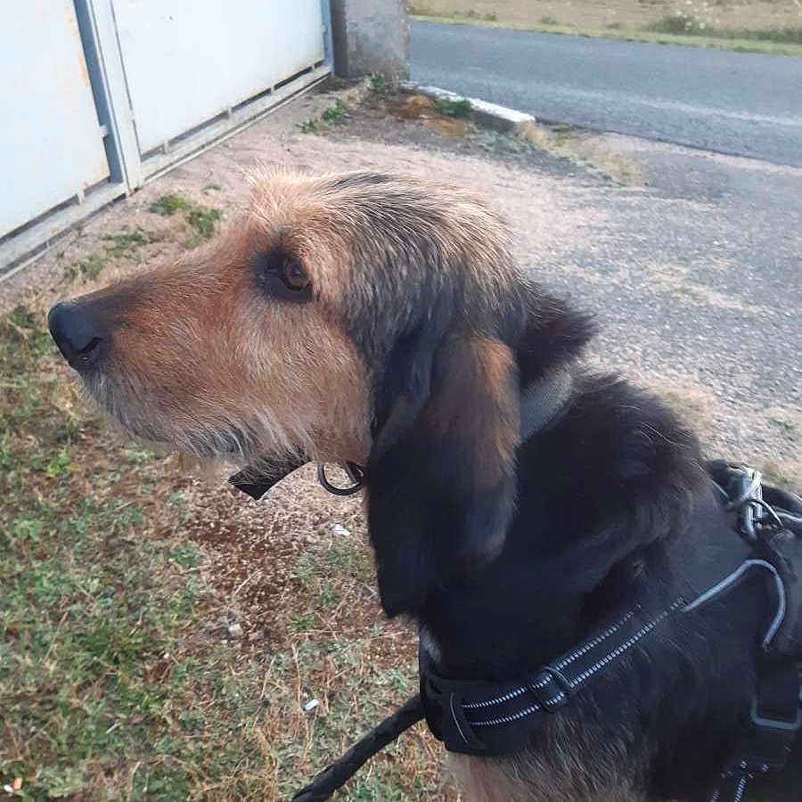 Onna a rejoint le concours — aidez-le/la à gagner de superbes lots ! animal, black, brown, collar, daylight, dog, domestic_animal, ears, fur, gate, grass, harness, leash, nature, outdoor, pet, road, side_view, snout, walking
