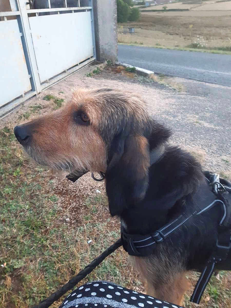 Onna a rejoint le concours — aidez-le/la à gagner de superbes lots ! animal, black, brown, collar, daylight, dog, domestic_animal, ears, fur, gate, grass, harness, leash, nature, outdoor, pet, road, side_view, snout, walking