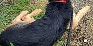 Onna a rejoint le concours — aidez-le/la à gagner de superbes lots ! animal, black_fur, canine, collar, daylight, dog, fur, grass, ground, leash, metal_gate, nature, outdoor, path, pet, quiet, resting, side_view, summer, tan_fur
