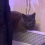 animal, calm, cat, closeup, coat, dark_clothing, domestic_cat, feline, furniture, gray_cat, heater, home, indoor, looking, peeling_paint, pet, quiet, sitting, vent, wall