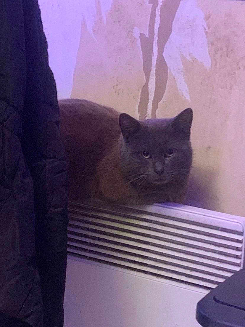 Ziggydou a rejoint le concours — aidez-le/la à gagner de superbes lots ! animal, calm, cat, closeup, coat, dark_clothing, domestic_cat, feline, furniture, gray_cat, heater, home, indoor, looking, peeling_paint, pet, quiet, sitting, vent, wall